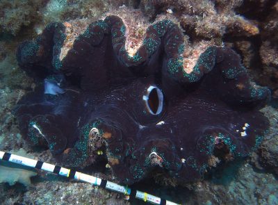 Giant Clam, Tridacna Gigas, on a midshelf reef of the Great Barrier Reef.
