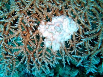 A growth anomaly on a table acroporid (Acropora pharensis)