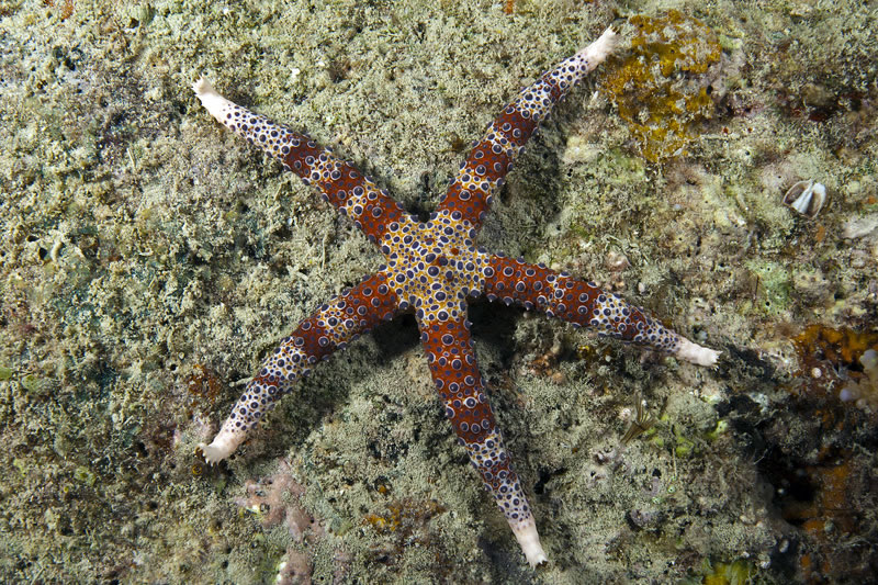 Watsonâs Sea Star, Gomophia watsoni