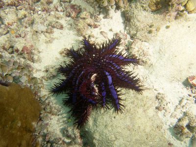 This COTS has a weird leg.