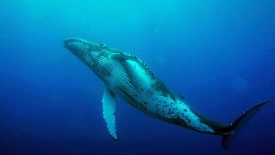 humpback whale