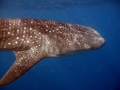 Whale Sharks