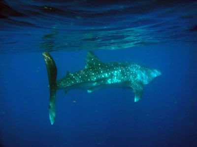 whale shark swimming away Bruckner