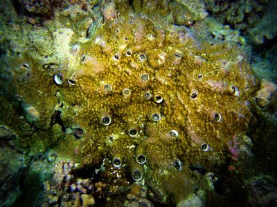 worm snails on Porites