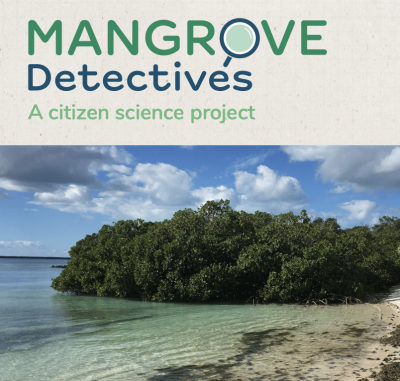 Mangrove-Detectives