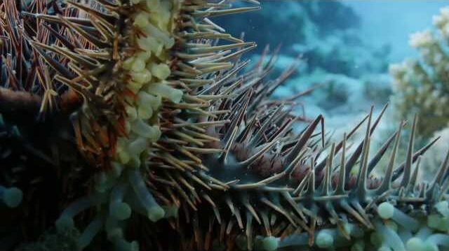 Crown of Thorns Starfish (COTS) Crisis