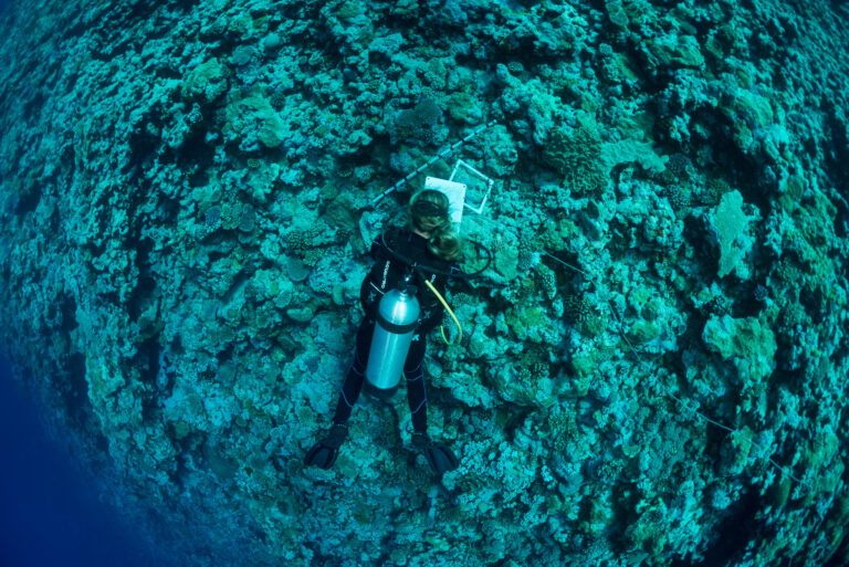 Grace Frank one of the Scientists of the Living Oceans Foundation surveying corals at the outer reef edge of the Great Barrier Reef. Ribbon 7, green zone. Great visibility of more than 50 meters.