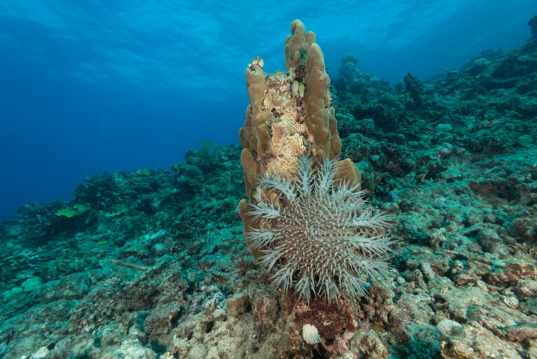 Crown of thorns starfish (Acanthaster planci) on the side of a coral and digesting it with its stomach. © Yurgen Freund/iLCP