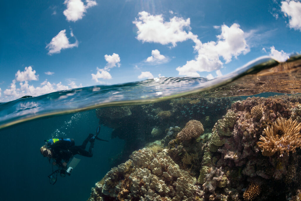 Over/under shot of shallow coral reef system. © Michele Westmorland/iLCP