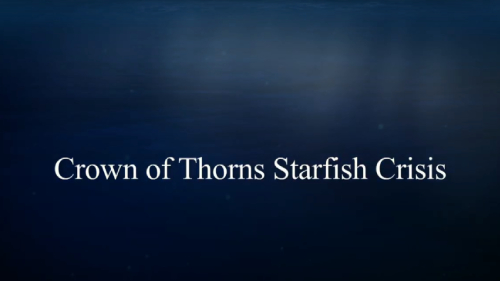 Crown of Thorns Starfish Crisis