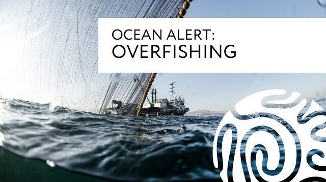 Ocean Alert: Overfishing