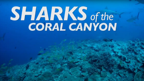 Sharks of the Coral Canyon