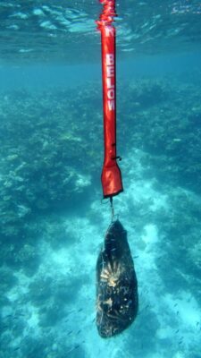 Managing a COTS Outbreak - Living Oceans Foundation