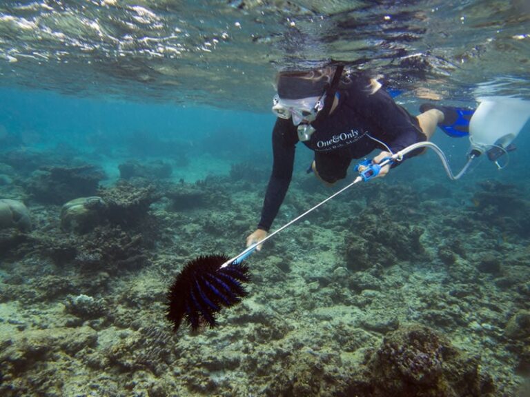 Managing a COTS Outbreak - Living Oceans Foundation