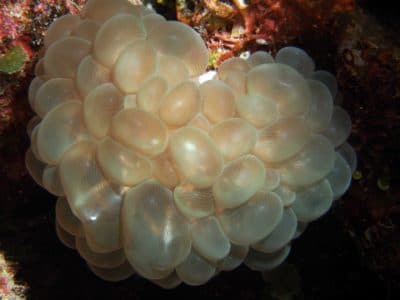 Bubble coral, Fiji