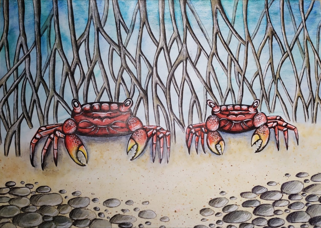 "Mangrove Crabs" by Kateryna Martynova, Age 13, Ukraine