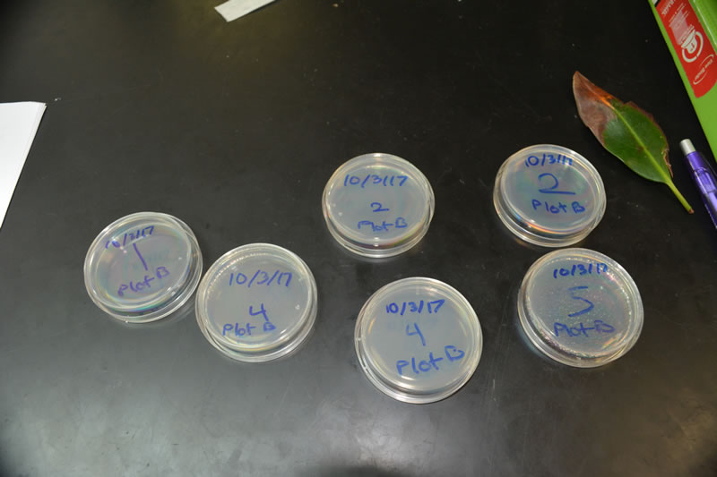 Students at Forest Heights Academy label their agar plates so that they can later check their plates after 3 days, 1 week, and 2 weeks to see if there is any type of fungus growing.