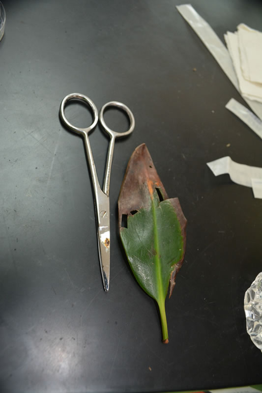 A potentially diseased leaf that has been dissected by a Forest Heights Academy student for the B.A.M. year 2 disease experiment.