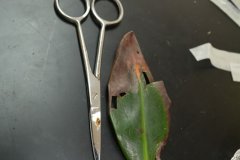 A potentially diseased leaf that has been dissected by a Forest Heights Academy student for the B.A.M. year 2 disease experiment.