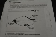 Forest Heights Academy student drawing of a potentially disease mangrove leaf that has multiple lesions. Throughout the B.A.M. program, we try to include components of S.T.E.A.M. (Science, Technology, Engineering, Art, and Math).