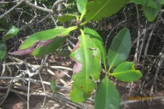 As part of Ryann Rossi's mangrove study, she found signs of diseased mangroves at Camp Abaco. BAM students also found signs of disease on the mangroves located at Camp Abaco.